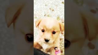 baby dog 🐕🐶🐶।। puppy dog cute doglover [upl. by Slemmer]