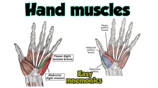 Hand Muscles Anatomy  Thenar Muscles  Hypothenar Muscles [upl. by Meave]