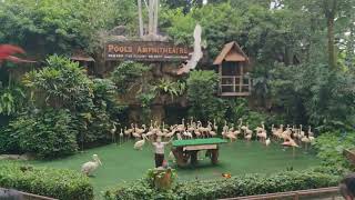 Pools Amphitheater Bird Park Singapore 🇸🇬 [upl. by Annerol]