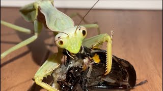 Chinese reddish mantis Hierodula chinensis） feeding black cricket [upl. by Geminian]