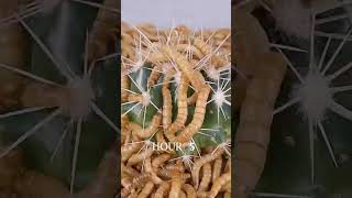 Mealworms vs SPIKY CACTUS [upl. by Ellimahs]