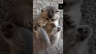 Cute Cat Getting Attention cute baby furrbabies cuteanimals cat adorableanimals youtubeshorts [upl. by Yaluz]