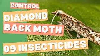 Diamondback Moth Control Effective Methods amp Latest Insecticides [upl. by Kaazi]