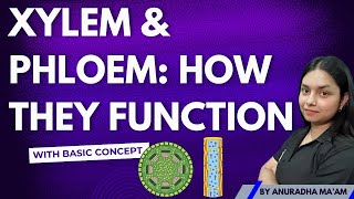 Xylem vs Phloem Understanding Plant Transport Systems  ThePrepZone NCERT biology [upl. by Aivat]