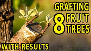 GRAFTING 8 FRUIT TREES – with RESULTS  Plum Almond Pear Apple Nectarine Fig Peach and Olive [upl. by Bern]