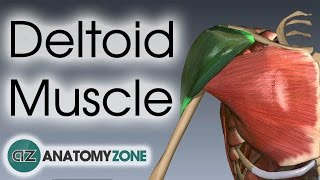 Deltoid Muscle Anatomy  AnatomyZone [upl. by Gothart797]