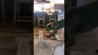 Chihuahuas playing with Cane Corso 😂 caninecompanionship canecorso chihuahua [upl. by Ennairac]