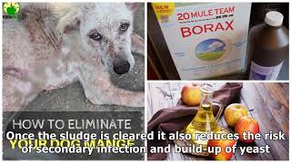 12 Home Remedies for Mange in Dogs [upl. by Girard]