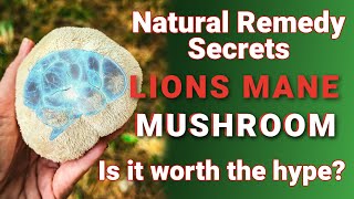 Does Lions Mane really boost BRAIN activity [upl. by Aifas818]