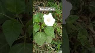 White Datura plant shorts datura flowers gardening plants [upl. by Adranoel]