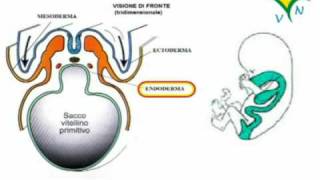 La formazione delle gonadi ovaio e testicolo  RVM [upl. by Norrag]