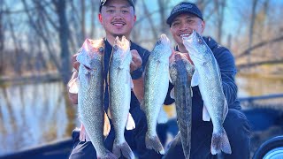 River Walleye Fishing Non Stop Fly Action [upl. by Ennaillij]