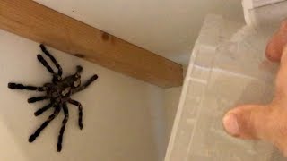 Catching a GIANT escaped spider venomous  DON’T WATCH AT NIGHT [upl. by Eem]