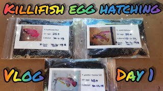 Killifish egg hatching vlog Day 1 [upl. by Frederico170]