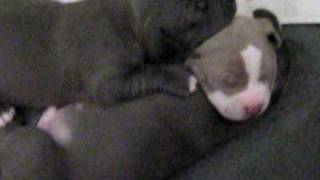 Blue nose pit bull puppies 4 sale [upl. by Htnicayh]