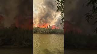 Centenas de animais mortos no incêndio do Taquaral em Rincão [upl. by Harbard806]