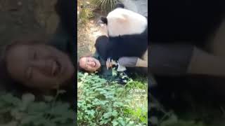 Panda start acting different and attacks the zoo keeper animals news 2024 [upl. by Gebler]