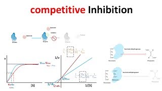 competitive Inhibition [upl. by Ardel]