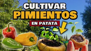 Como GERMINAR PIMIENTOS RÁPIDO y FÁCIL 🌶️ Sembrar Ají en PATATA  Plantar Morrón Chili y Padrón [upl. by Fulbert926]