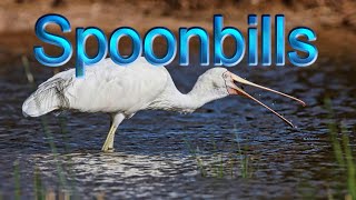 Spoonbills [upl. by Ahsait]