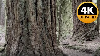 West Coast Old Growth Rainforest Walk Canada in 4K relaxation [upl. by Frost]