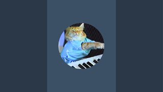 Keyboard Cat is live [upl. by Schumer]