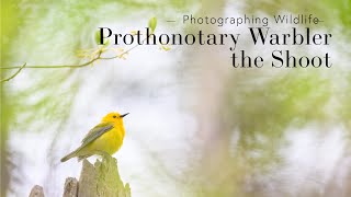 Photographing a Prothonotary Warbler  the Shoot [upl. by Elatnahc744]