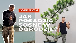 Sosna NIWAKI Jak posadzić [upl. by Eikcim328]