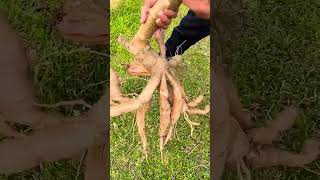 cassava cutting from the root beautifully satisfying short [upl. by Carr801]