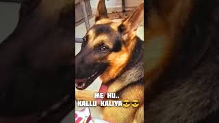 gsd new viral reel funnydogs [upl. by Meris]