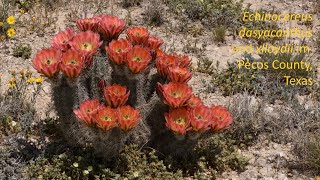 Online Vortrag  Echinocereus dasyacanthus und xlloydii im Pecos County Texas [upl. by Macrae]