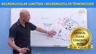 Neuromuscular Junction  Neuromuscular Transmission  Neuroanatomy🧠 [upl. by Casteel]