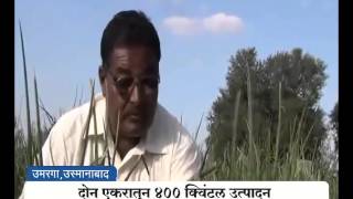 Agrowon Success story of Kamlakar Surwase on Onion Farming in Koral Gaon Osmanabad [upl. by Behm]