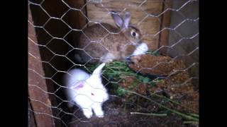 cuniculture  elevage lapin  congo [upl. by Eppie]