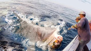 Japanese Fishermen Catch Hundreds of Giant Sharks This Way  Longline Fishing Shark On The Sea [upl. by Verene694]