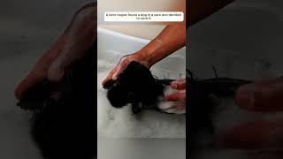 OMG  Rescue dog puppy rescue rescueanimals animals animalsoftiktok [upl. by Gerard321]