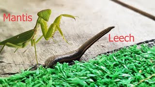 Mantis try catching and eat leech  Insect Life TV29 [upl. by Cocke907]