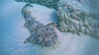 Wobbegong shark [upl. by Soilisav]