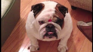 Otis the Bulldog vs A Jelly Bean [upl. by Tasiana460]