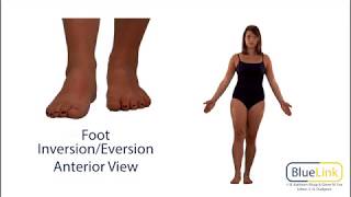 Foot Inversion Eversion [upl. by Barling913]