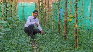 How can a small farmer earn Rs 15 lakh from multilayer farming [upl. by Nalym614]