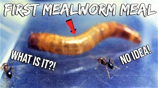 FIRE ANTS REACT TO THEIR FIRST MEALWORM  NEWBIE FIRE ANTS [upl. by Bille]