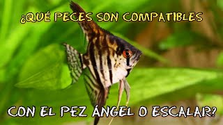 PECES COMPATIBLES CON EL PEZ ANGEL O ESCALAR [upl. by Konstantin]