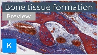 Bone tissue formation ossification and cells preview  Human Histology  Kenhub [upl. by Steinway63]