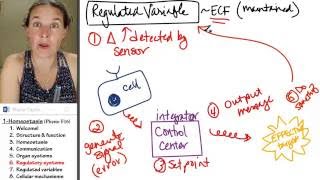 Homeostasis 6 Regulatory systems [upl. by Golanka657]