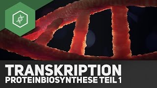 Die Transkription  Proteinbiosynthese Teil 1 [upl. by Edahsalof]