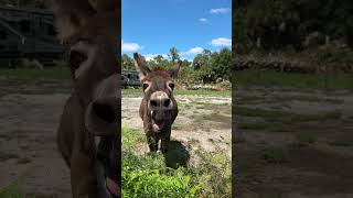 Donkey Braying Rosie is always the first to greet you farmhouseliving homesteading donkey [upl. by Llecrup]