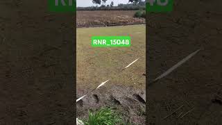 5 వ రోజు నారు పోసినేను పోసిన వరి రకం RNR 15048 paddy nursery [upl. by Acimot]