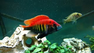 African Cichlids Breeding  Pundamilia Nyererei  Lake Victoria [upl. by Alcott]