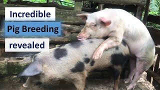 Incredible Pig Breeding Techniques Revealed😜😜 [upl. by Aicertal]